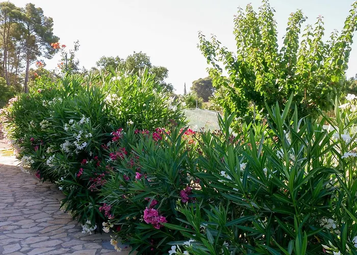 Fterini Sterna & Alletri Agios Leon